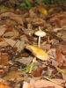 PICTURES/Effigy Mounds National Monument/t_Mushrooms - In Leaves4.JPG